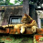 台湾の「猫村」世界6大猫スポット