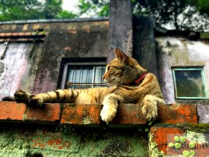 台湾の「猫村」世界6大猫スポット